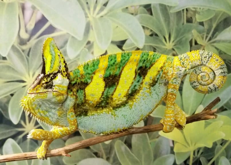 Premium (Sammy Bloodline) Baby Veiled Chameleon