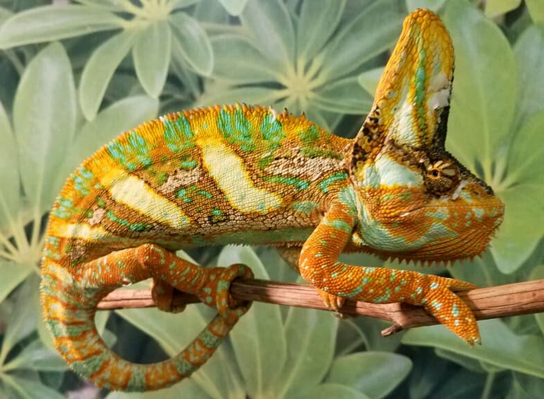 Premium (Tangerine Bloodline) Baby Veiled Chameleon