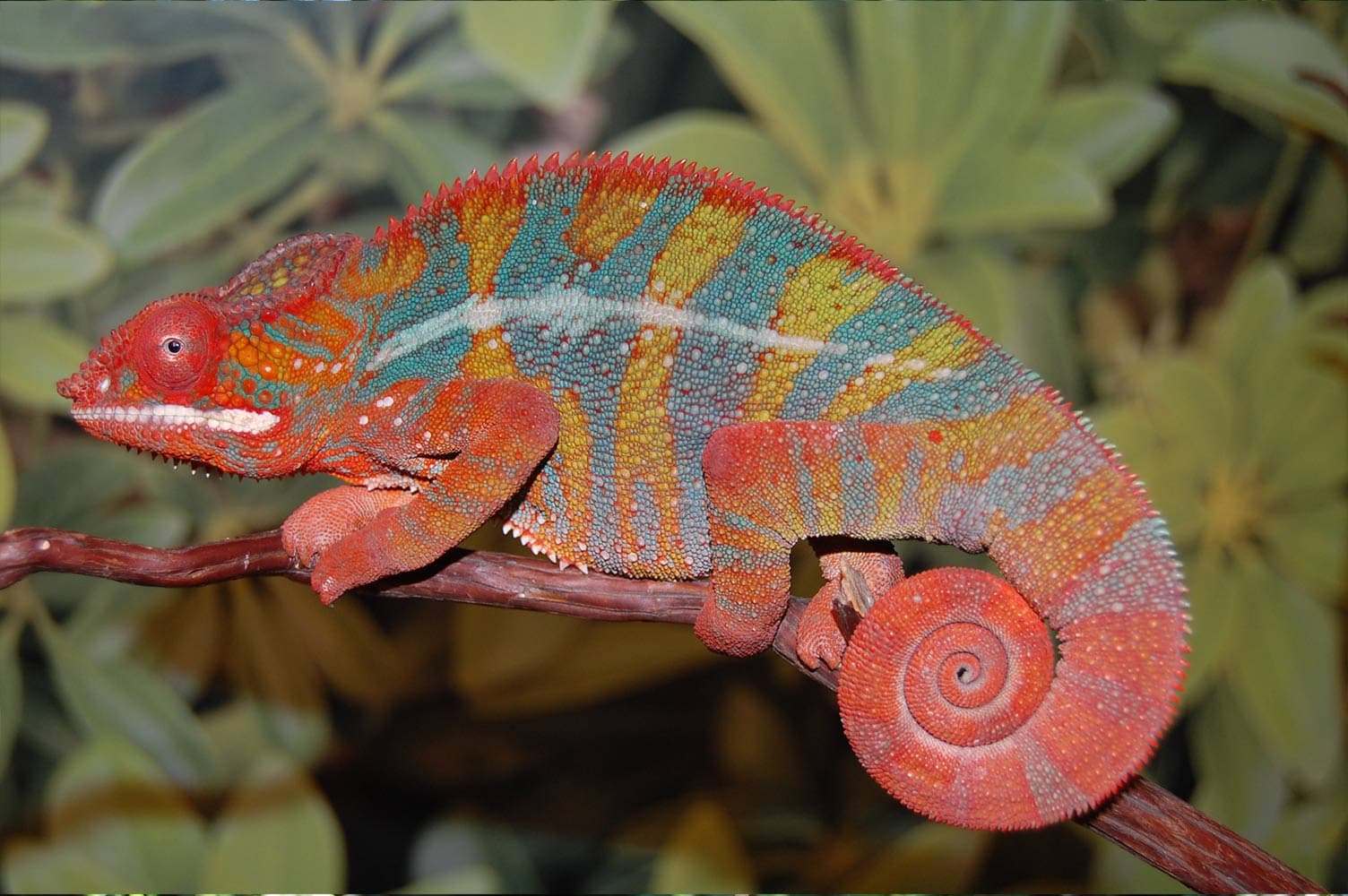 Ambilobe Panther Chameleon (Seethy Bloodline)