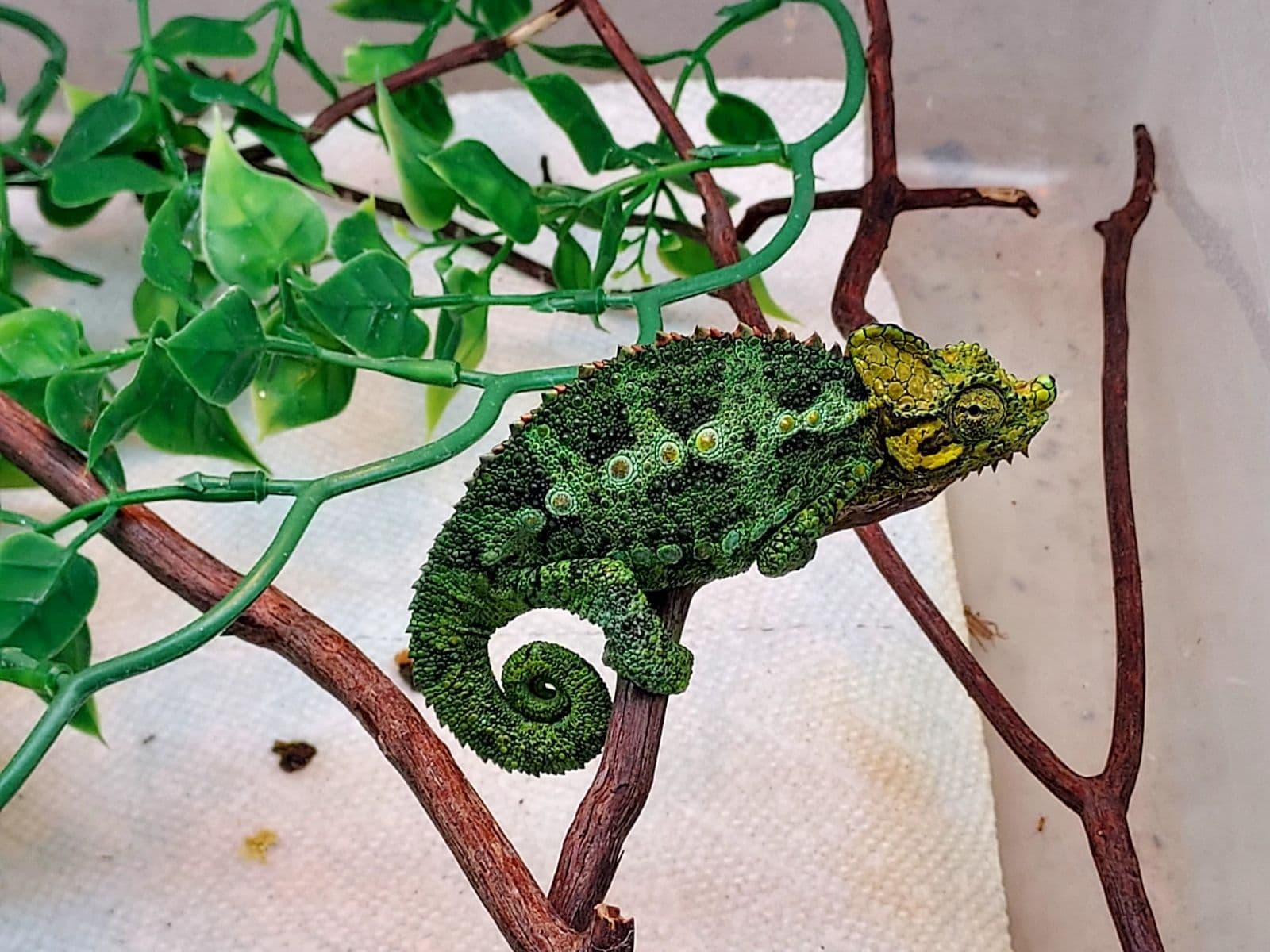 Adult High-casqued Chameleon (Chamaeleo (Trioceros) hoehnelii)