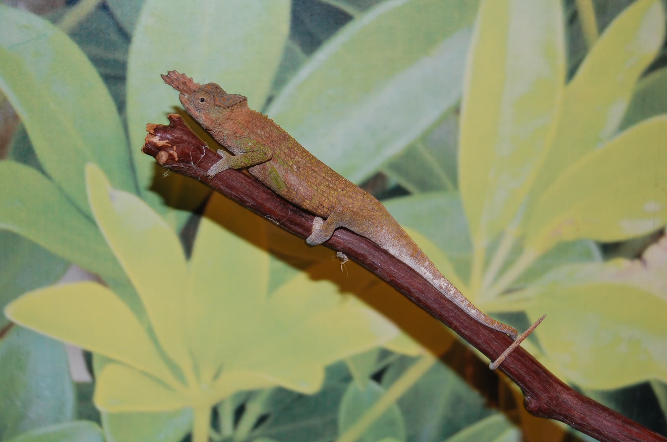 Dwarf Two-horned Fischers Chameleons