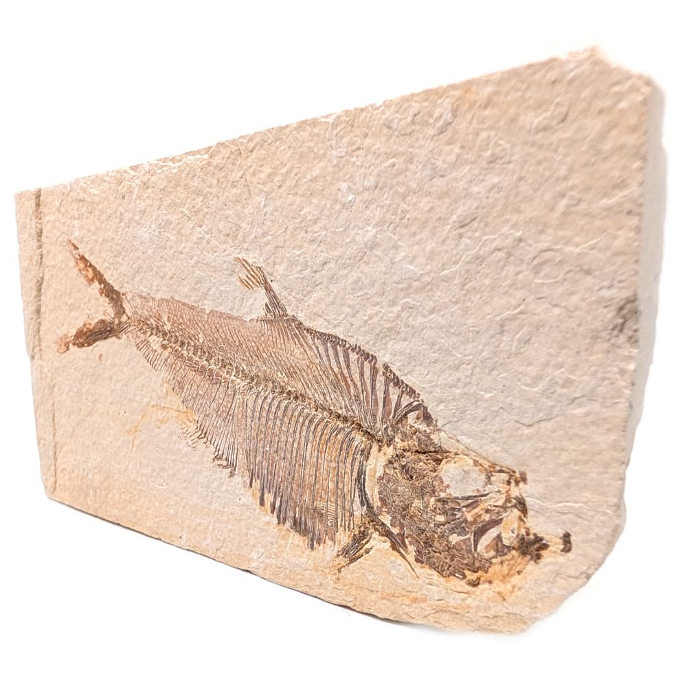 Fish Fossil, Knightia - thumbnail 2