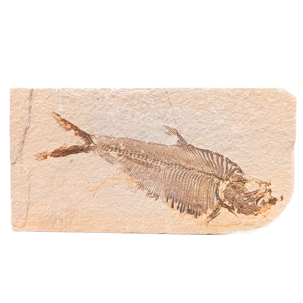 Fish Fossil, Knightia
