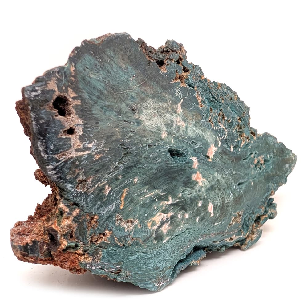 Hampton Butte Petrified Wood from Oregon - thumbnail 2
