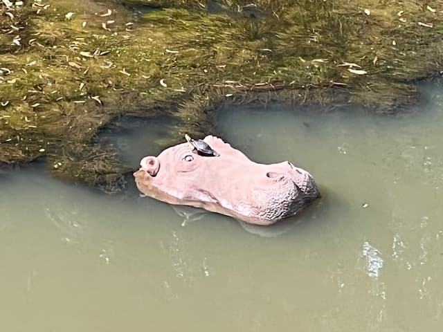 Bloat of Hippos - thumbnail 3