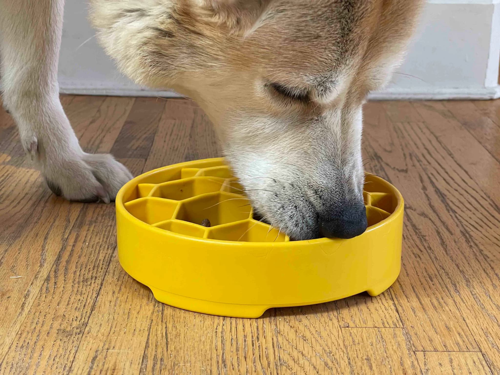 NEW! Honeycomb Slow Feeder Bowl - thumbnail 3