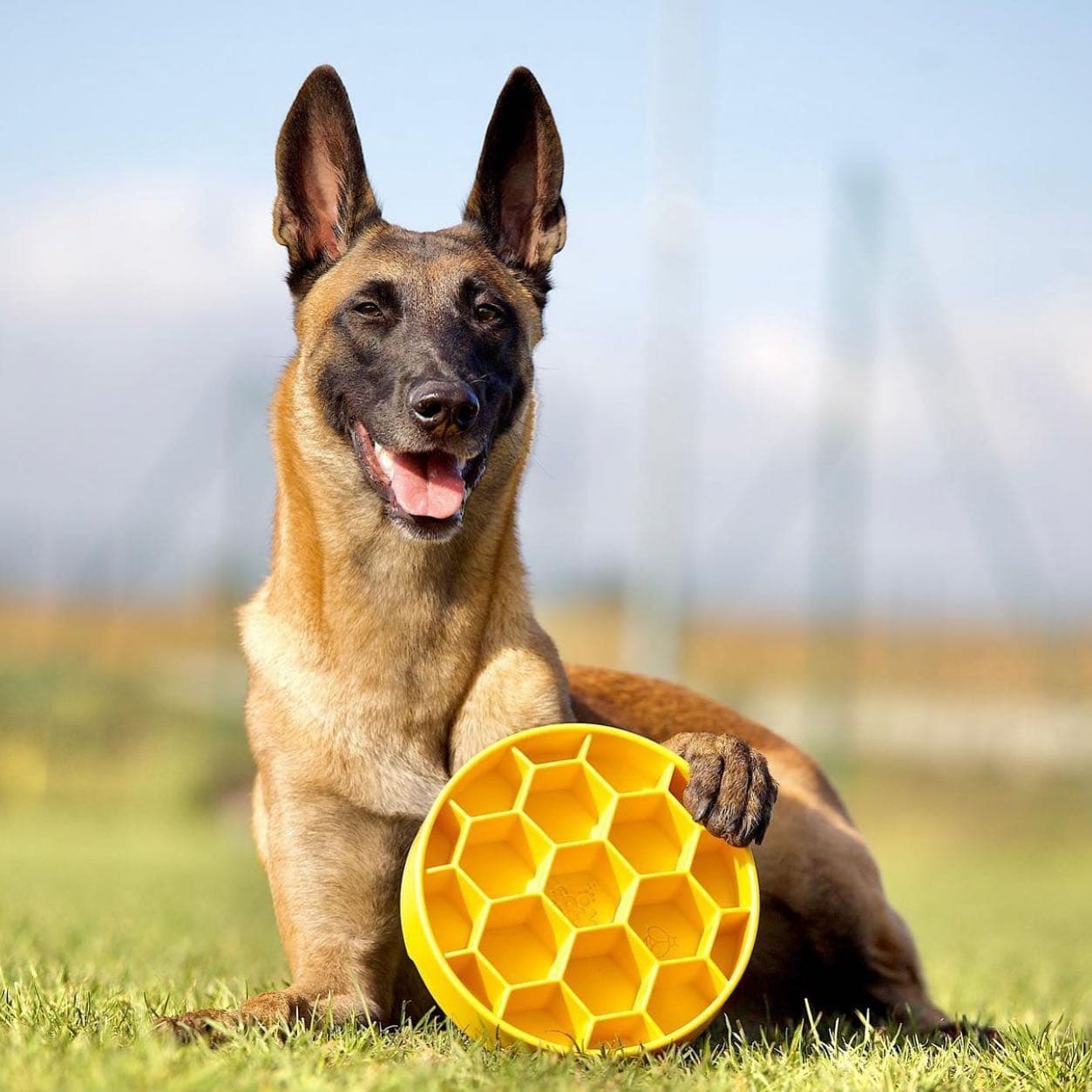 NEW! Honeycomb Slow Feeder Bowl - thumbnail 4