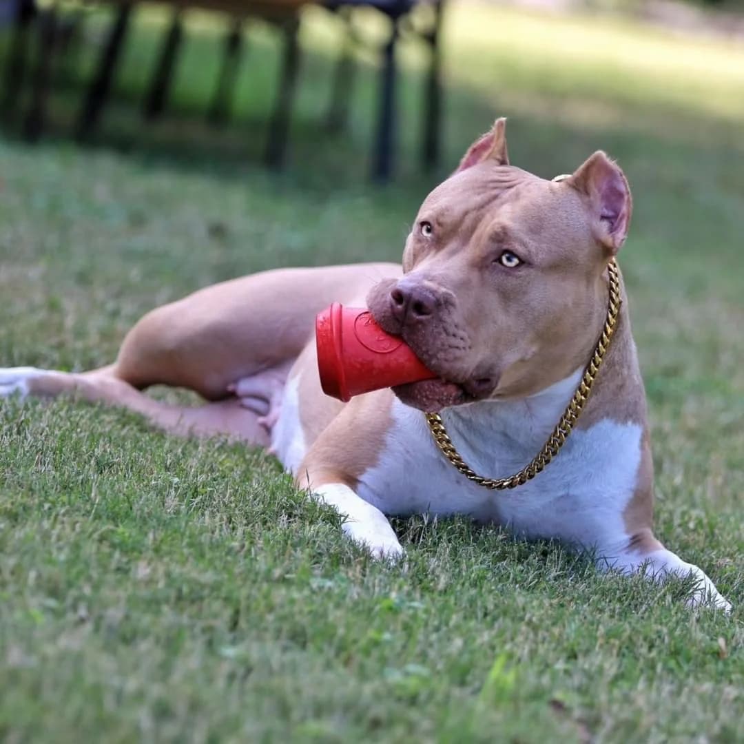NEW! Durable Rubber Coffee Cup Chew Toy &amp; Tread Dispenser - thumbnail 7