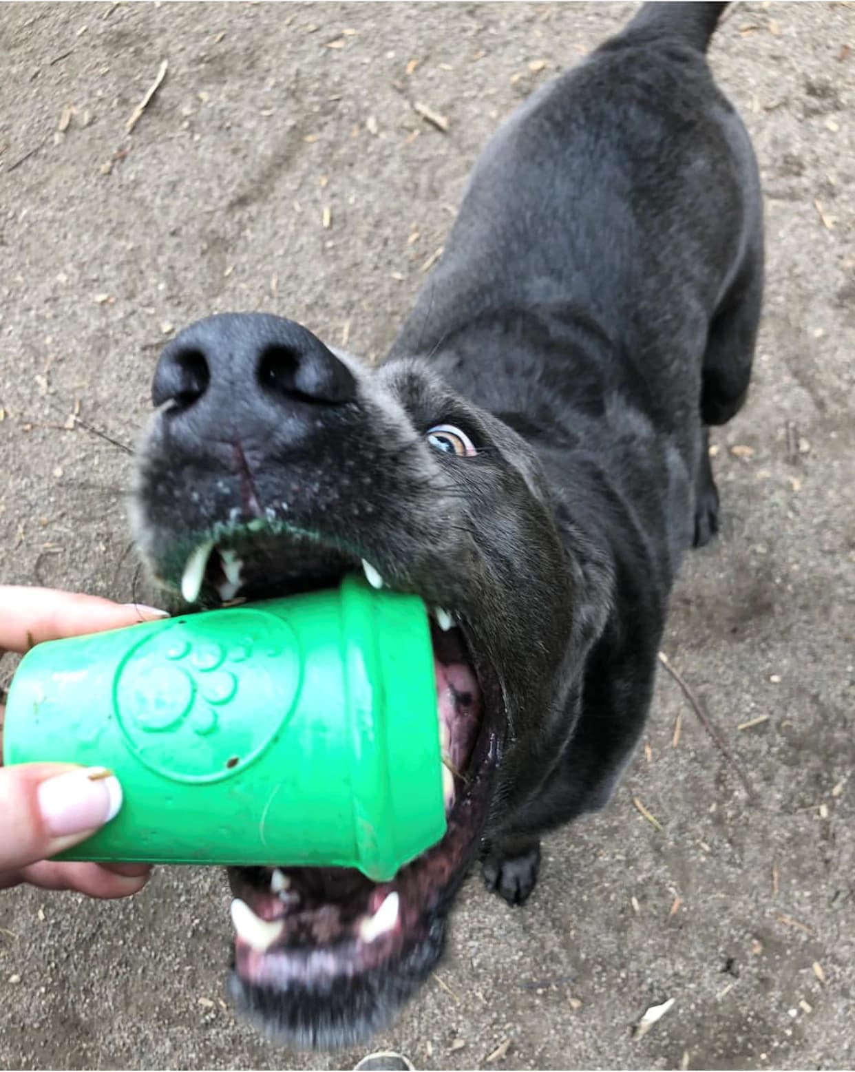 NEW! Durable Rubber Coffee Cup Chew Toy &amp; Tread Dispenser - thumbnail 3