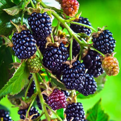 Blackberry vine