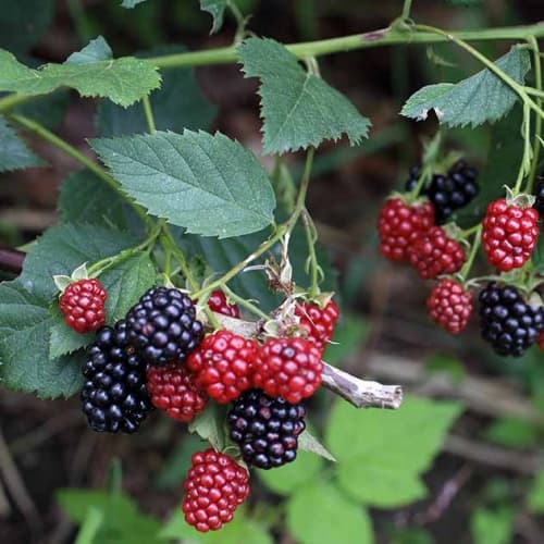 Blackberry vine - thumbnail 2