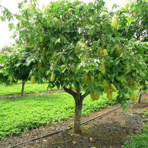 Star Fruit (Khế) - thumbnail 2