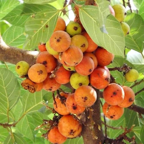 Indian Cluster Fig – Ficus Racemosa