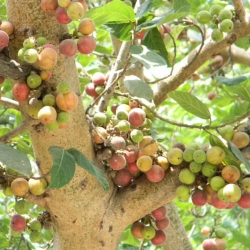 Indian Cluster Fig – Ficus Racemosa - thumbnail 2