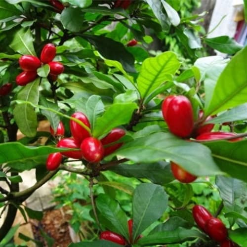 Miracle Fruit (Trái thần kì) - thumbnail 2