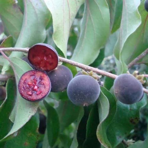 Ceylon Gooseberry - thumbnail 2