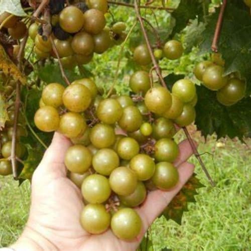Grape vines - thumbnail 2