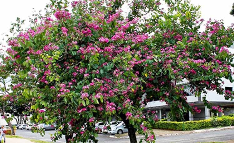 Hong Kong Orchid (Hoa Ban Tím) - thumbnail 2