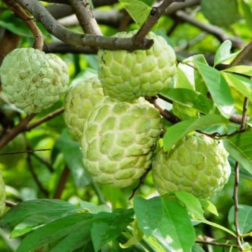 Custard Apple (Mãng cầu na) - thumbnail 2