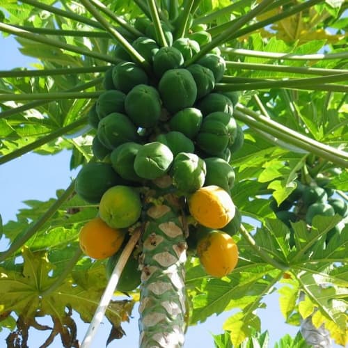Papaya (Cây đu đủ) - thumbnail 2