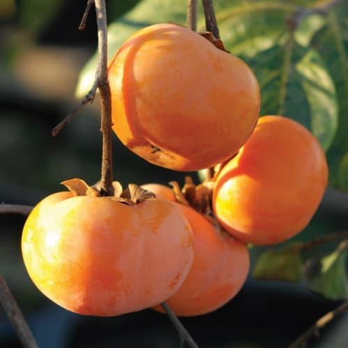 Persimmon