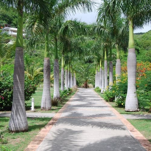 Royal Palm tree aka Cuban palm - thumbnail 3