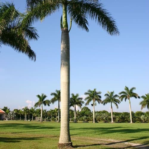Royal Palm tree aka Cuban palm - thumbnail 2