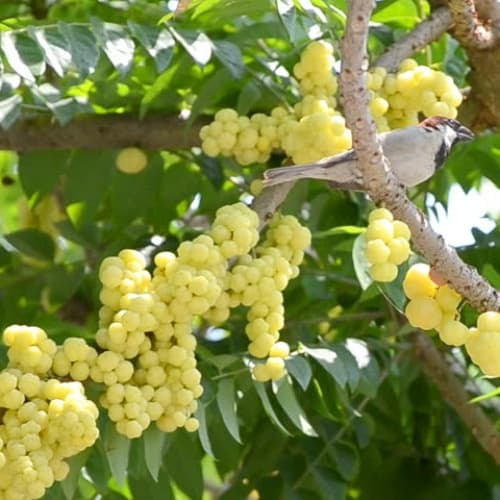 Star Gooseberry – Phyllanthus Acidus - thumbnail 2