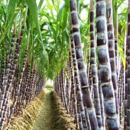 Sugar Cane (Mía) - thumbnail 2