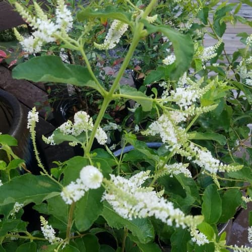 Sweet Almond Bush - thumbnail 2