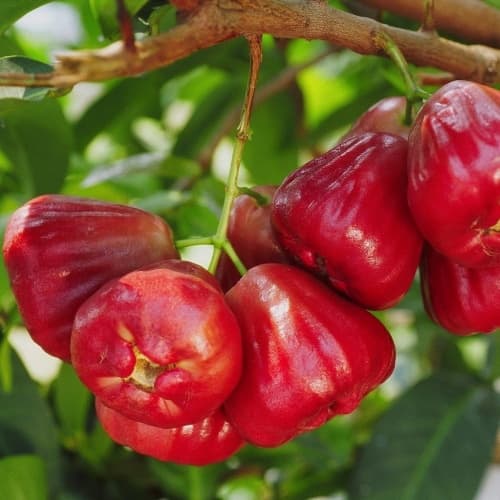 Wax Jambu (Cây Mận) - thumbnail 2