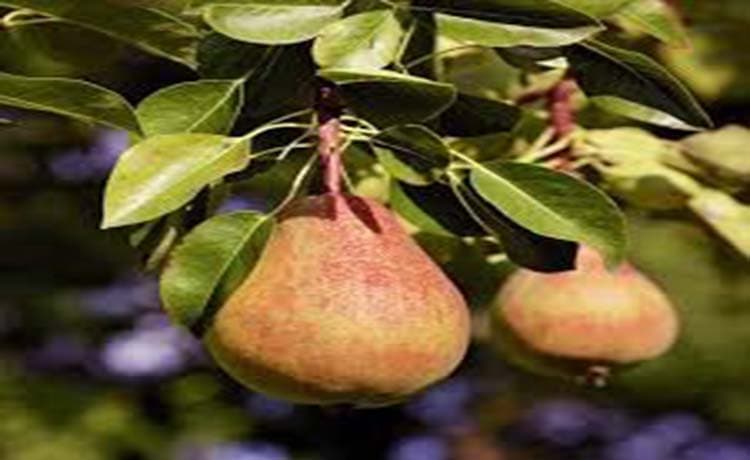 Pear