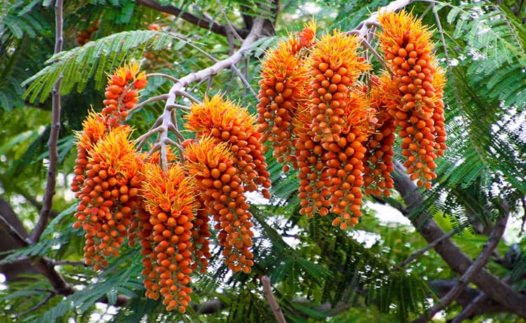 Racemosa Colvillea