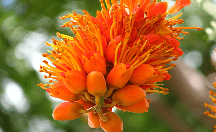 Racemosa Colvillea - thumbnail 2