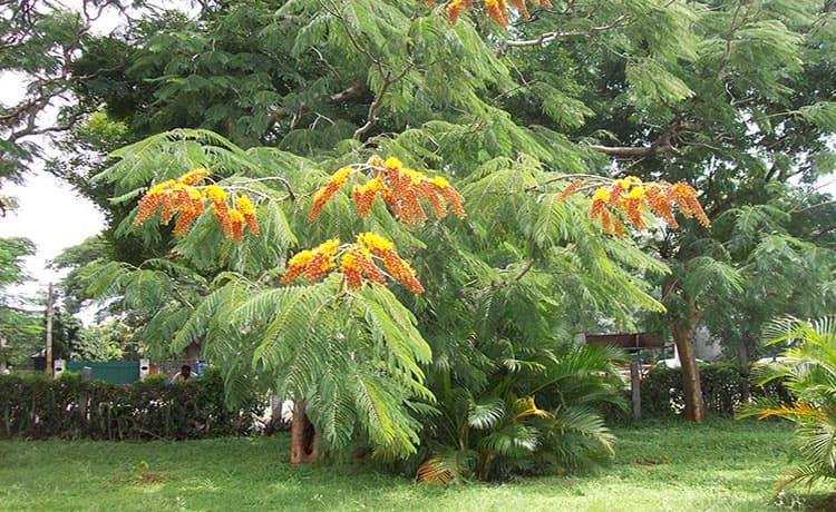Racemosa Colvillea - thumbnail 3
