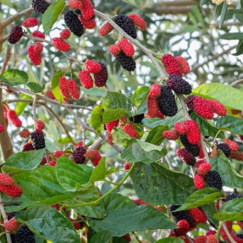 Mulberry (Dâu tằm) - thumbnail 2