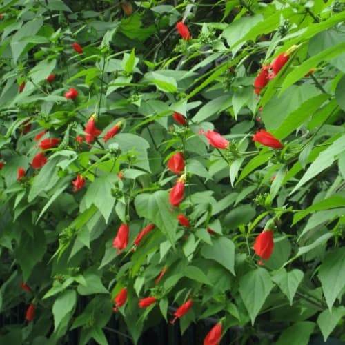 Hibiscus- Turks Cap- Vietnamese - thumbnail 2