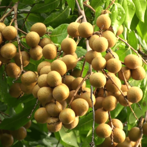 Longan - thumbnail 2