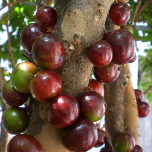 Jaboticaba (Nho Brazil) - thumbnail 2