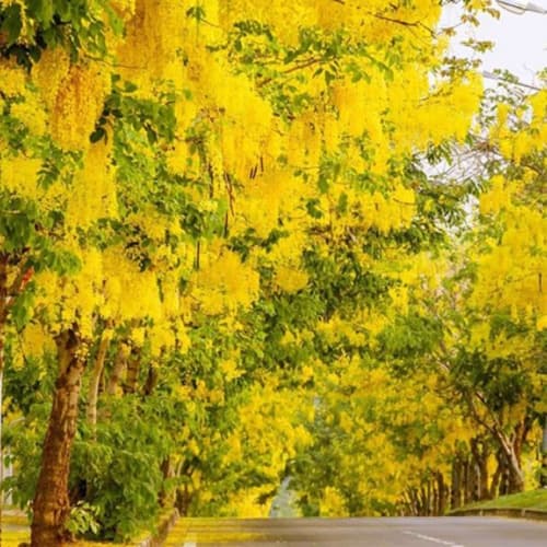 Cassia Fistula - thumbnail 2