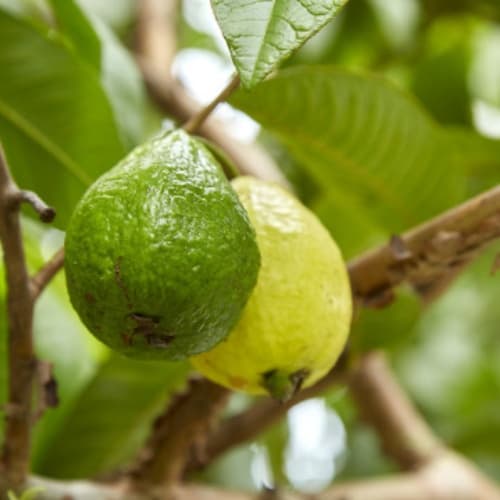 Guava (Cây ổi) - thumbnail 2
