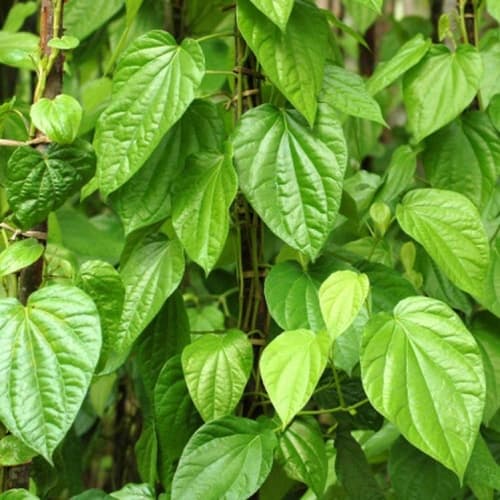 Betel Leaf - thumbnail 2