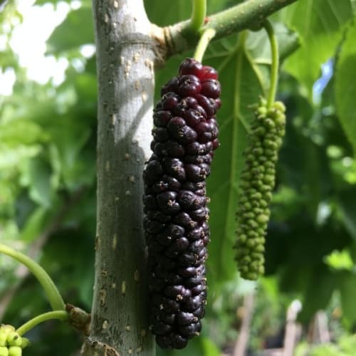 Mulberry (Dâu tằm) - thumbnail 3