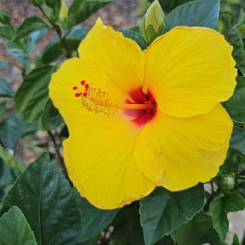 Hibiscus bush