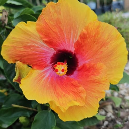 Hibiscus bush - thumbnail 2