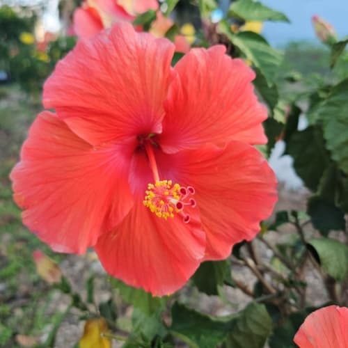 Hibiscus bush - thumbnail 3