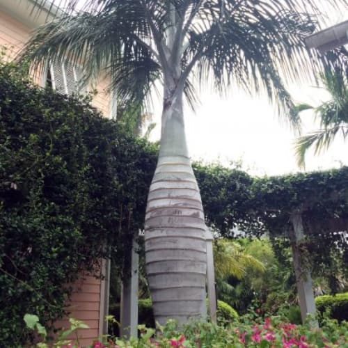 Buccaneer Palm - thumbnail 2