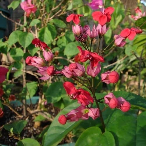Bleeding Heart Vine - thumbnail 2