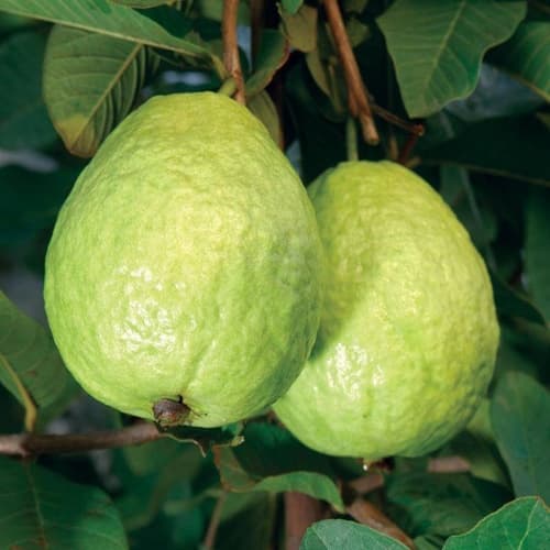 Guava (Cây ổi) - thumbnail 3