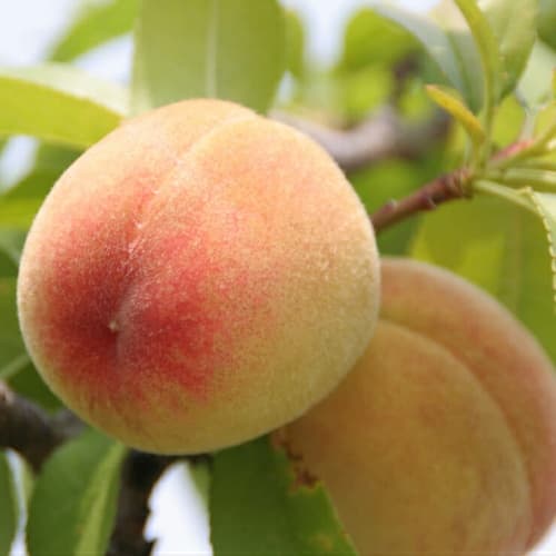 Peach - thumbnail 2